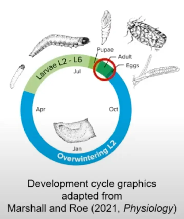 Biological process of budworm moths
